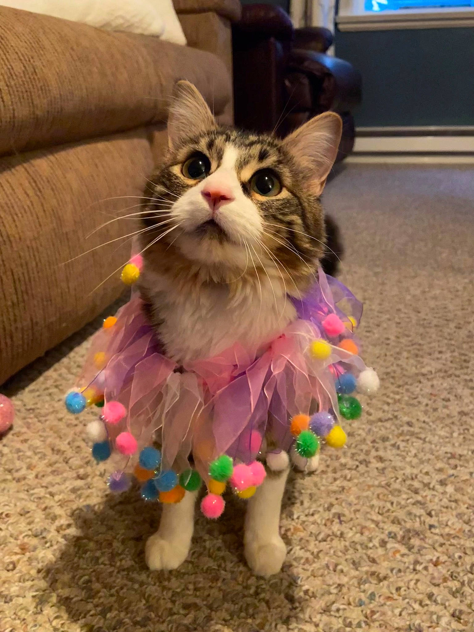 Hazel joined the competition — help win amazing prizes! art, carnivore, cat, domestic_short_haired_cat, fashion_accessory, fawn, felidae, flooring, foot, fur, happy, holiday, magenta, paw, photo_caption, sitting, small_to_medium_sized_cats, snout, tail, whiskers