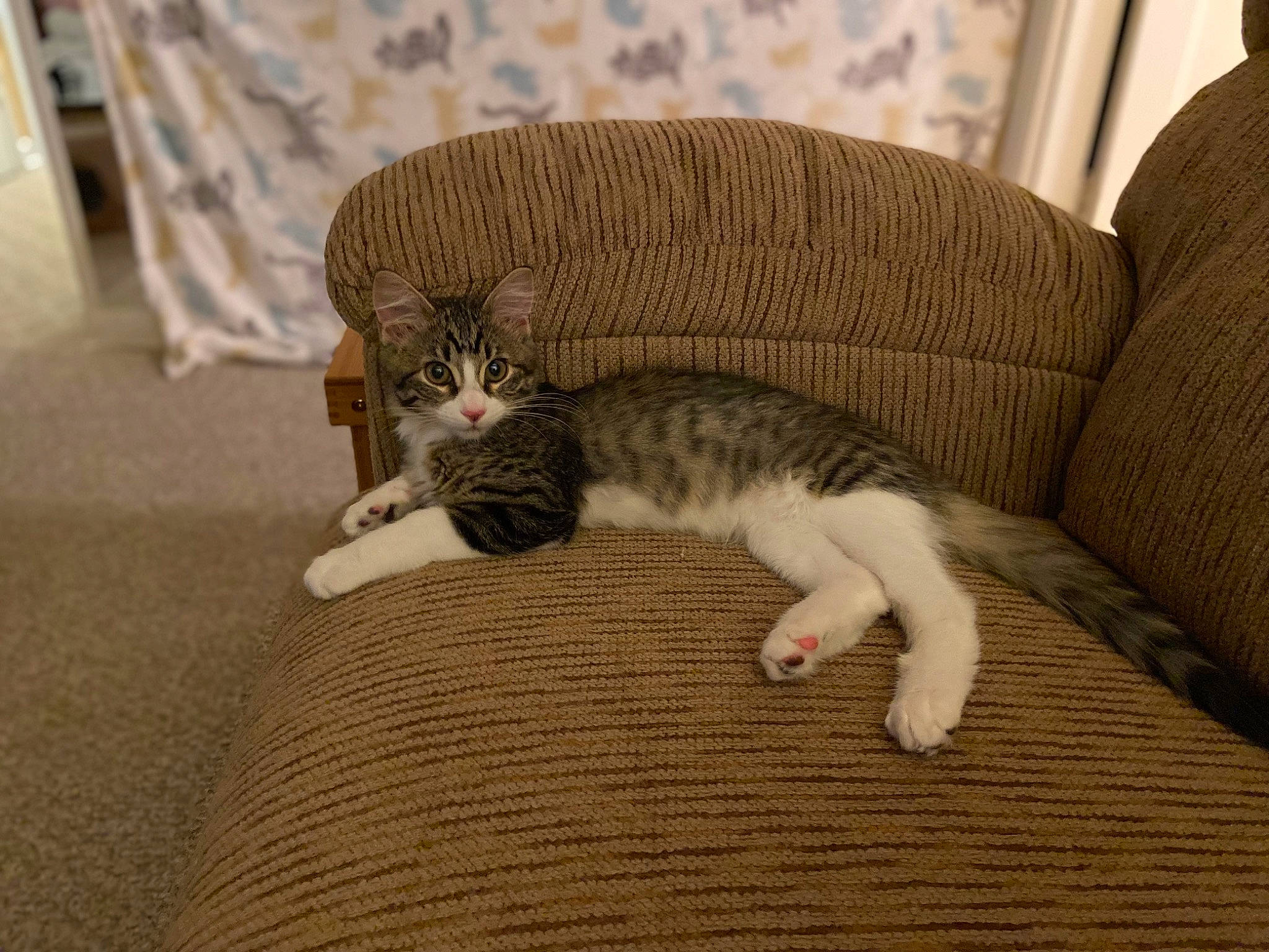 Hazel is registered to the contest to win money with this photo: carnivore, cat, claw, comfort, couch, domestic_short_haired_cat, fawn, felidae, floor, flooring, fur, hardwood, paw, room, small_to_medium_sized_cats, tail, terrestrial_animal, whiskers, wood, wood_flooring