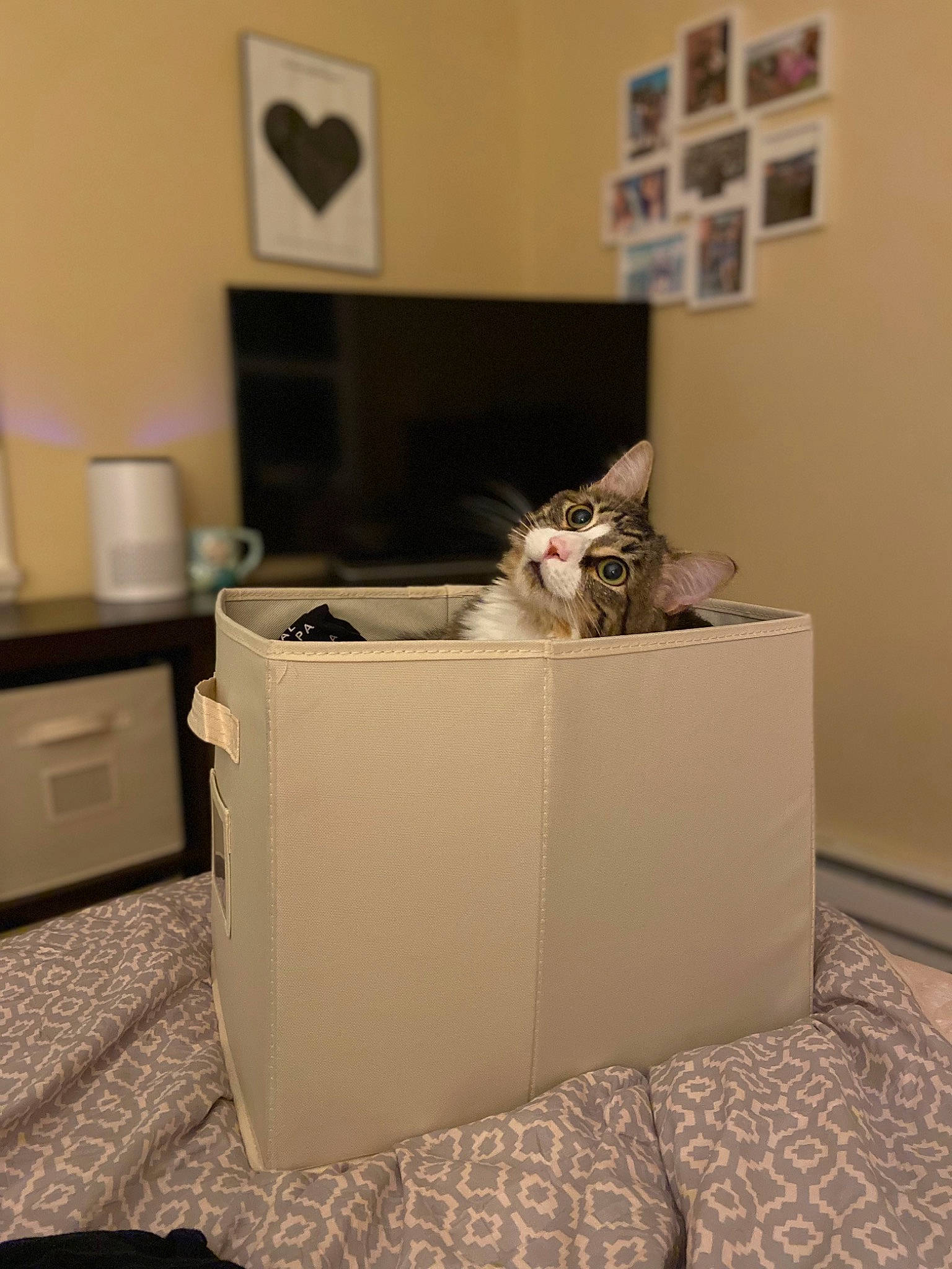 Hazel joined the competition — help win amazing prizes! box, cardboard, carnivore, carton, cat, comfort, domestic_short_haired_cat, felidae, floor, flooring, hardwood, home_appliance, kitchen_appliance, linens, picture_frame, room, shipping_box, small_to_medium_sized_cats, whiskers, wood