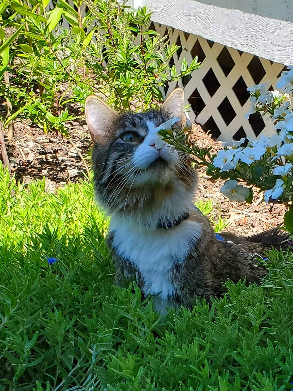 Hazel joined the competition — help win amazing prizes! carnivore, cat, domestic_short_haired_cat, fawn, felidae, fence, flower, fur, grass, groundcover, lawn, plant, shrub, small_to_medium_sized_cats, snout, tail, terrestrial_animal, tree, whiskers, window