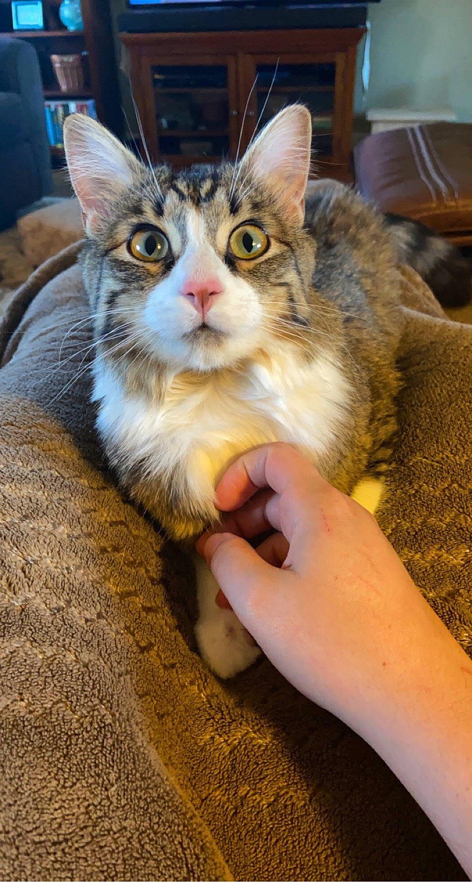 Hazel joined the competition — help win amazing prizes! carnivore, cat, claw, domestic_short_haired_cat, fawn, felidae, fur, gesture, grass, nail, paw, sitting, small_to_medium_sized_cats, snout, tree, whiskers