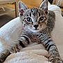 kitten, cat, tabby, pet, animal, feline, indoor, blanket, soft, cute, whiskers, ears, face, paws, fur, closeup, curious, young, domestic, cozy