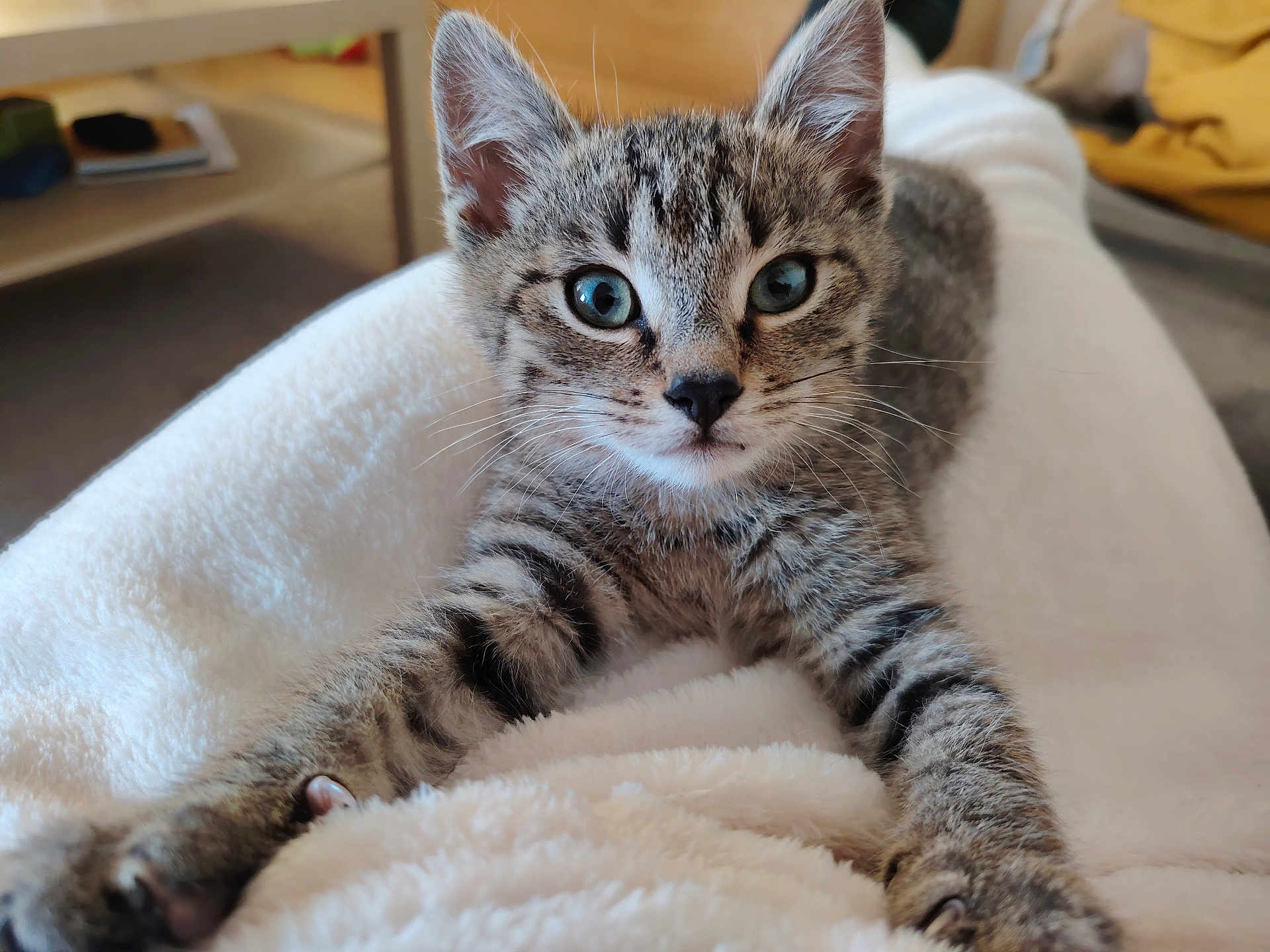 Bastet participe au concours pour gagner de l'argent avec cette photo : kitten, cat, tabby, pet, animal, feline, indoor, blanket, soft, cute, whiskers, ears, face, paws, fur, closeup, curious, young, domestic, cozy