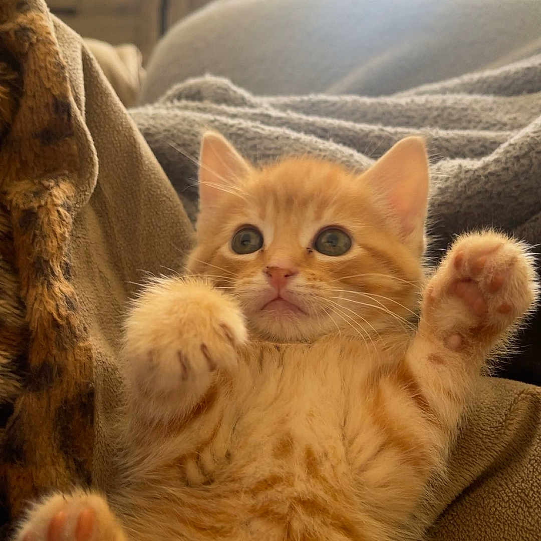 Ace is registered to the contest to win money with this photo: animal, architecture, blanket, building, cat, computerhardware, couch, electronics, furniture, hardware, indoors, kitten, livingroom, manx, monitor, monkey, pet, room, screen, tv