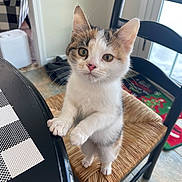 Cinnamon is registered to the contest to win money with this photo: cat, chair, curious, cute, domestic_animal, ears, floor, furniture, holiday_rug, indoor, kitten, looking_up, natural_light, paws, pet, placemat, table, whiskers, window, young