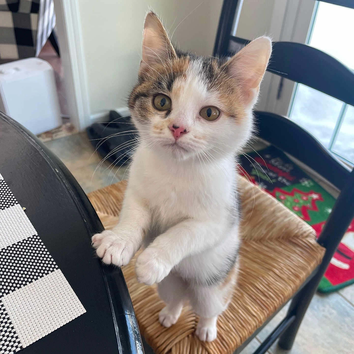 Cinnamon