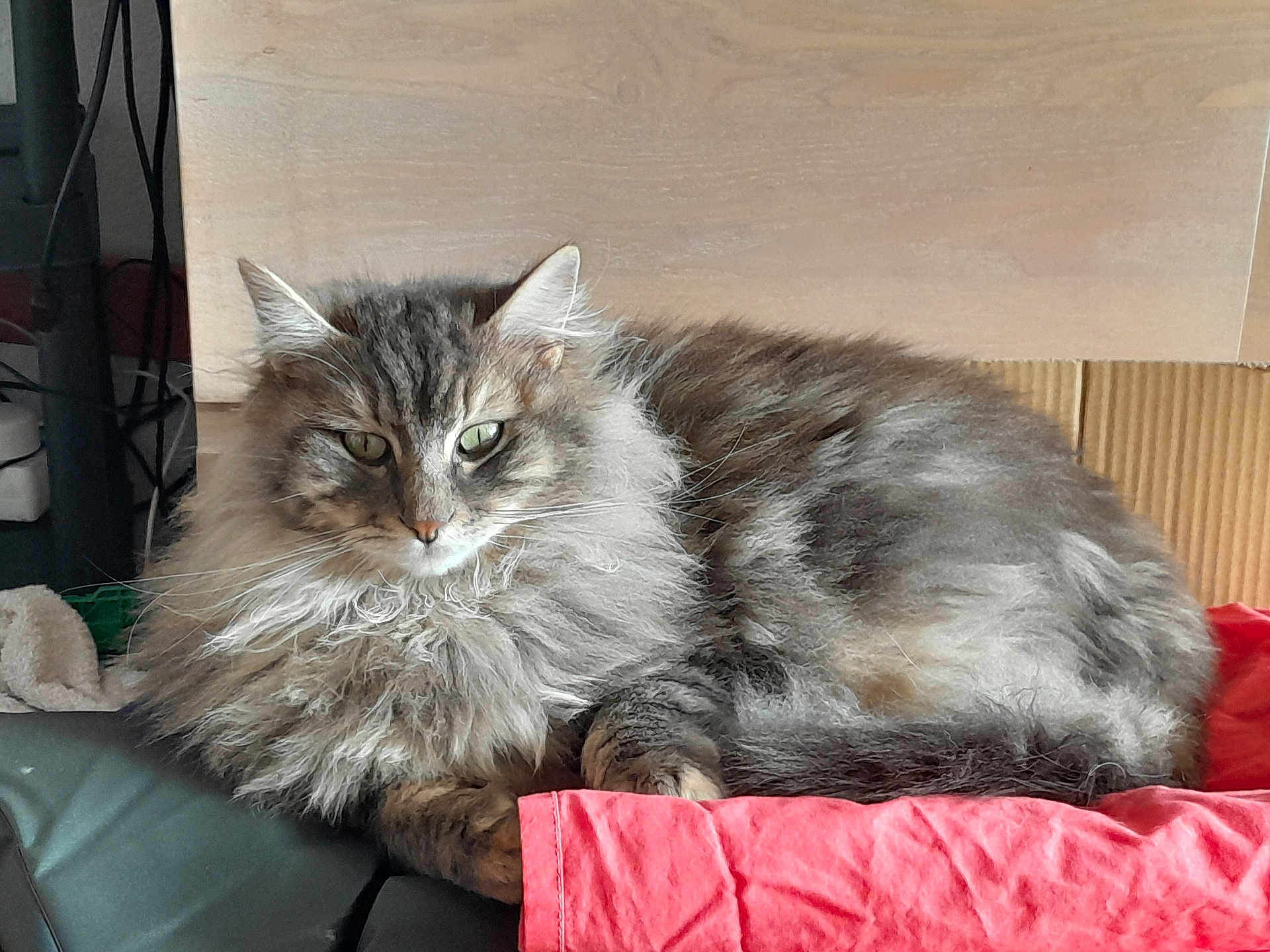 Tiramisou a rejoint le concours — aidez-le/la à gagner de superbes lots ! cat, fluffy, tabby, indoor, cushion, fabric, wooden_background, green_eyes, relaxed, pet, feline, fur, whiskers, animal, resting, cozy, closeup, domestic_cat, portrait, laying_down