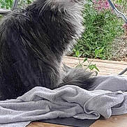 Tiramisou participe au concours pour gagner de l'argent avec cette photo : cat, gray_cat, fluffy, towel, wooden_table, flowers, pink_flowers, garden, outdoor, nature, pet, feline, curious, sitting, fur, whiskers, ears, eyes, relaxed, daylight