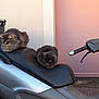cat, cats, scooter, motorbike, seat, metallic_case, door, pink_door, vehicle, parked_car, outdoor, fur, fluffy, resting, relaxed, side_view, handlebars, urban, transport, pets
