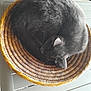 cat, gray_cat, basket, woven_basket, curled_up, sleeping, feline, pet, fur, whiskers, indoor, resting, cozy, cute, animal, domestic_animal, relaxation, soft_texture, wooden_surface, natural_light