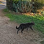 cat, gray_cat, walking, outdoor, path, gravel, greenery, bushes, grass, animal, pet, nature, daylight, side_view, feline, mammal, wildlife, motion, alone, small_animal