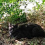 cat, black_cat, animal, outdoor, nature, grass, leaf, shade, sunlight, wildlife, resting, forest_floor, feline, mammal, quiet, camouflage, relaxing, plant, ground, daylight