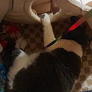 Chanel participe au concours pour gagner de l'argent avec cette photo : cat, black_and_white, feline, paw, carpet, cat_tree, toy, indoor, cozy, pet, relaxed, home, checkered_pattern, soft, animal, resting, play, fur, comfort, lounge