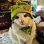 cat, white_cat, gray_cat, knit_hat, green_hat, bandana, grinch_theme, indoor, fireplace, cat_tree, cozy, pet, close_up, fur, whiskers, cute, holiday, decor, plant, carpet