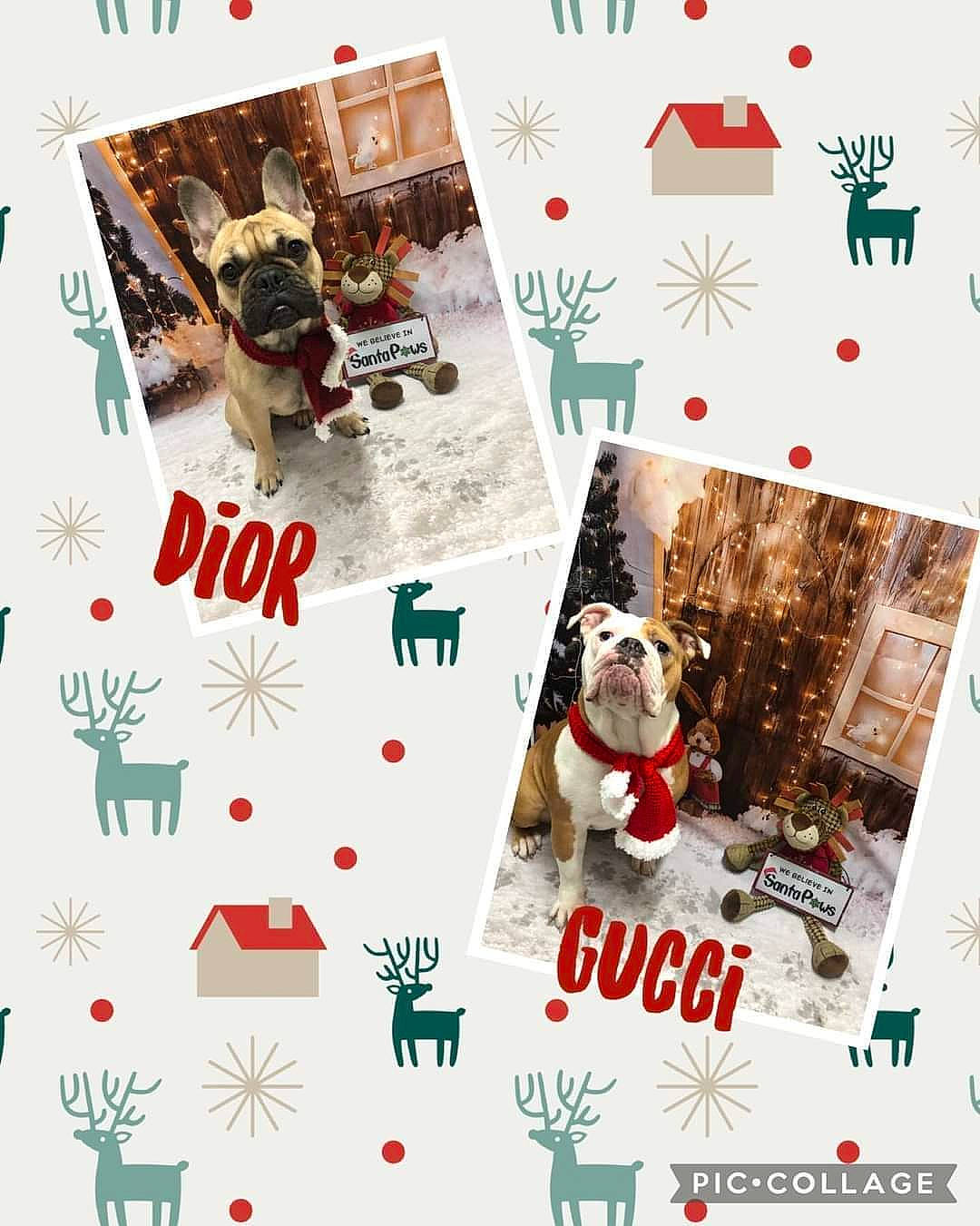 Dior is registered to the contest to win money with this photo: adaptation, art, christmas, christmas_decoration, christmas_eve, christmas_ornament, creative_arts, dog, event, font, green, holiday, holiday_ornament, organism, ornament, pattern, product, room, textile, tree