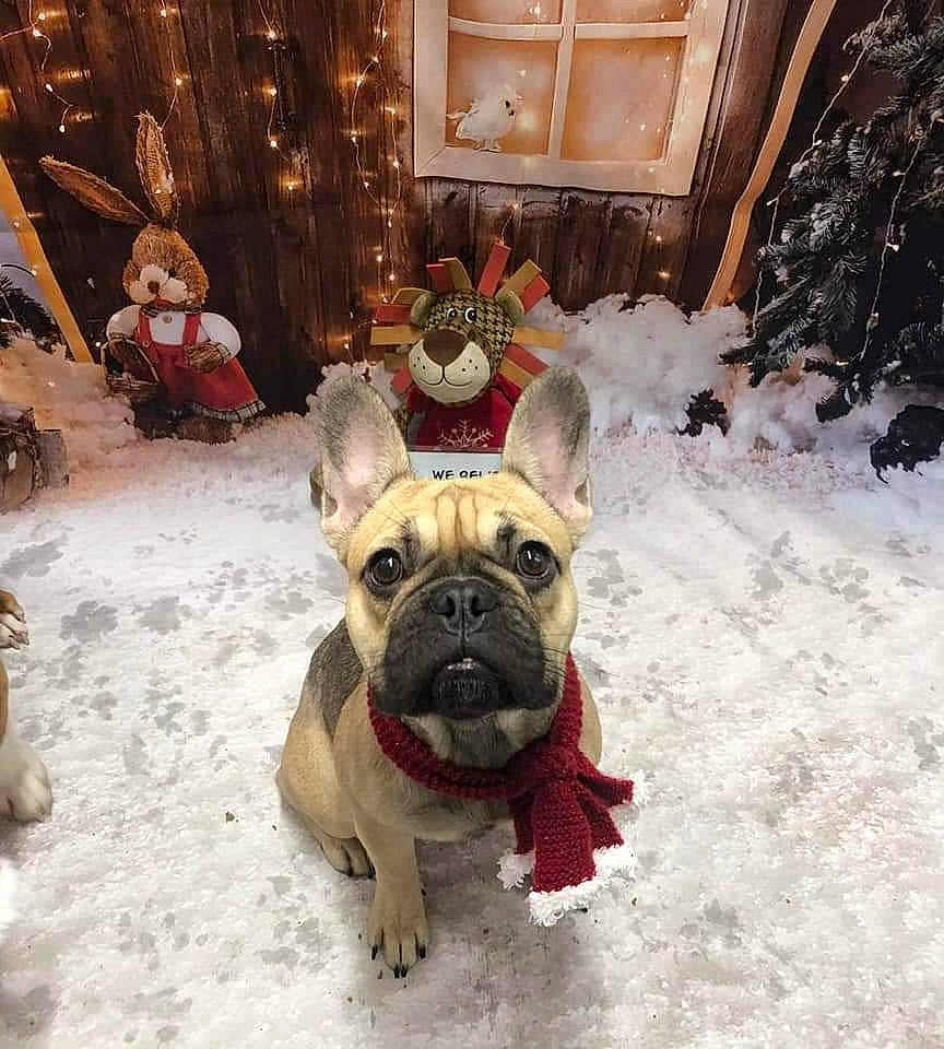 Dior is registered to the contest to win money with this photo: bulldog, canidae, carnivore, companion_dog, curtain, dog, dog_breed, event, fawn, fun, fur, pug, snout, snow, sporting_group, toy_dog, window, winter, working_animal, wrinkle