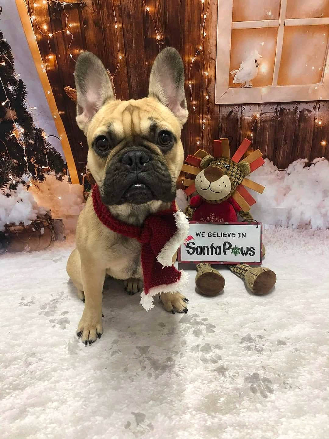 Dior is registered to the contest to win money with this photo: bulldog, canidae, carnivore, collar, companion_dog, dog, dog_breed, dog_collar, dog_supply, event, fawn, fur, mammal, pug, snout, snow, sporting_group, toy_dog, winter, wrinkle