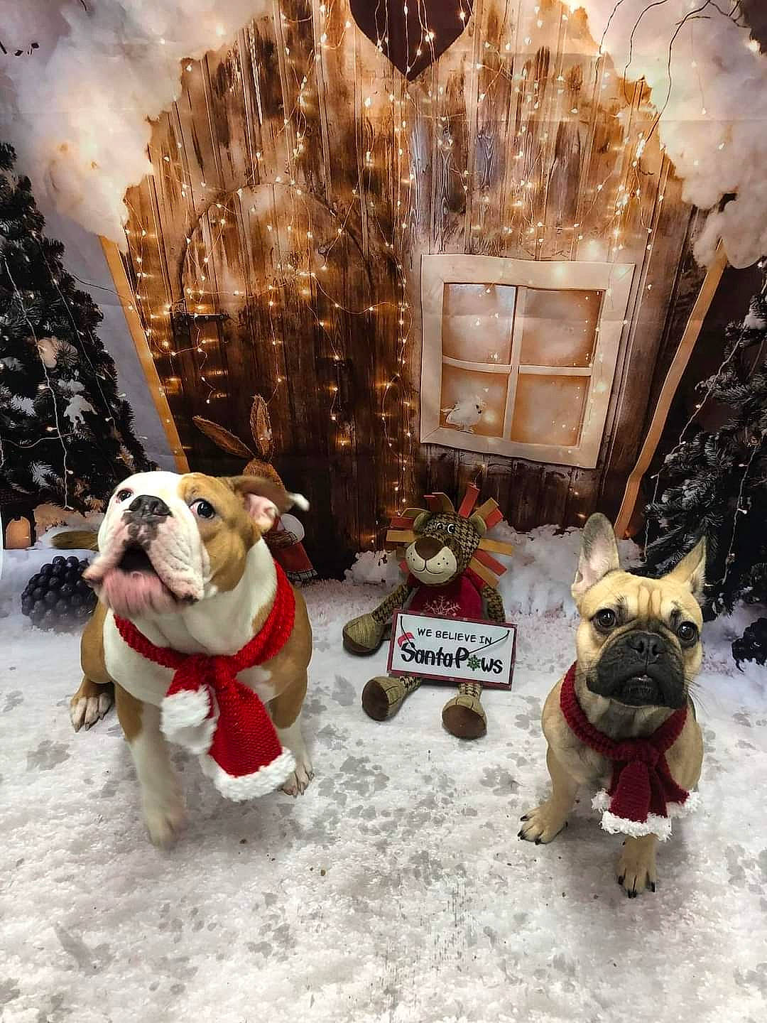 Dior joined the competition — help win amazing prizes! canidae, carnivore, collar, companion_dog, dog, dog_breed, dog_clothes, dog_supply, event, eyewear, fawn, fun, leash, mammal, pet_supply, snout, snow, sporting_group, winter, working_animal