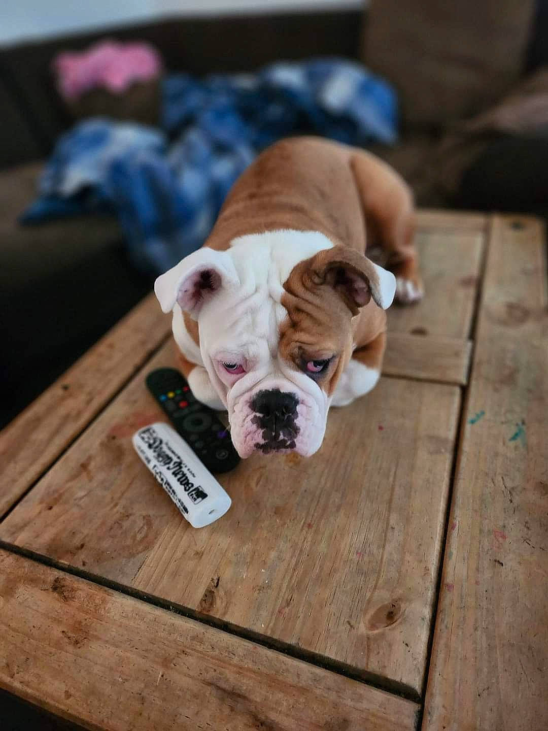 Gucci is registered to the contest to win money with this photo: bulldog, canidae, carnivore, collar, companion_dog, dog, dog_breed, dog_collar, fawn, floor, flooring, hardwood, plank, snout, sporting_group, table, wood, wood_stain, working_animal, wrinkle