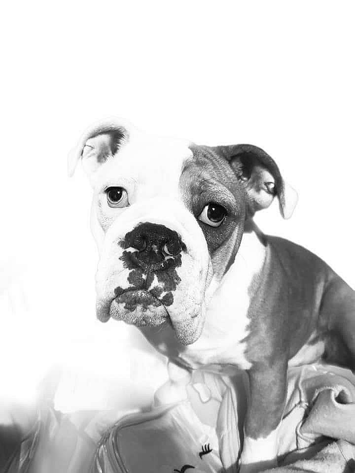 Gucci joined the competition — help win amazing prizes! ancient_dog_breeds, boxer, canidae, carnivore, companion_dog, dog, dog_breed, fawn, giant_dog_breed, molosser, monochrome, monochrome_photography, non_sporting_group, old_english_bulldog, snout, sporting_group, whiskers, working_animal, working_dog, wrinkle
