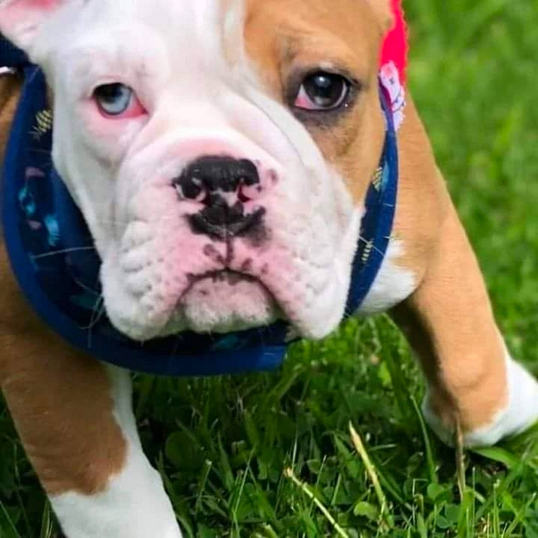 Gucci joined the competition — help win amazing prizes! bulldog, canidae, carnivore, collar, companion_dog, dog, dog_breed, dog_collar, dog_supply, fawn, grass, molosser, non_sporting_group, sporting_group, terrestrial_animal, toy, whiskers, white_english_bulldog, working_animal, wrinkle