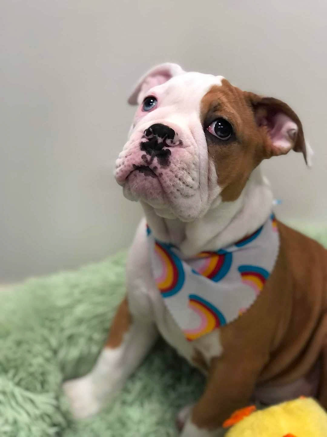 Gucci is registered to the contest to win money with this photo: bulldog, canidae, carnivore, collar, companion_dog, dog, dog_breed, dog_collar, dog_supply, fawn, grass, mammal, pet_supply, snout, sporting_group, tableware, terrestrial_animal, vertebrate, whiskers, working_animal