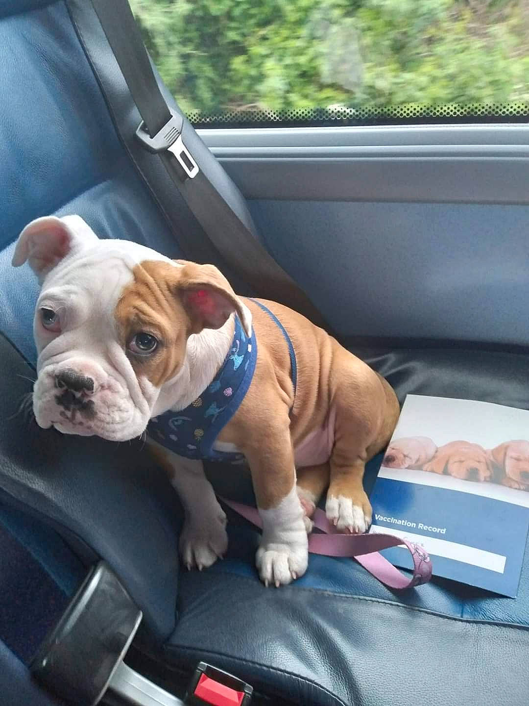 Gucci joined the competition — help win amazing prizes! auto_part, automotive_exterior, bulldog, car, car_seat, car_seat_cover, carnivore, collar, companion_dog, dog, dog_breed, dog_collar, fawn, leash, motor_vehicle, snout, sporting_group, vehicle, vehicle_door, working_animal