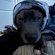 Diesel is registered to the contest to win money with this photo: dog, puppy, sleepy, cozy, hat, blanket, bed, portrait, close_up, indoors, home, relaxed, resting, snuggling, floppy_ears, brown_fur, nose, pet, cute, winter
