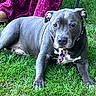 Diesel is registered to the contest to win money with this photo: dog, canine, gray_dog, pit_bull, pet, animal, grass, outdoor, lawn, lying_down, sitting, collar, white_chest, floppy_ears, short_hair, portrait, close_up, human, floral_clothing, chair