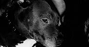 Diesel joined the competition — help win amazing prizes! woman, person, dog, pet, pit_bull, portrait, selfie, cuddling, snuggling, black_and_white, monochrome, close_up, face, indoors, blanket, cozy, camouflage, collar, sleepy, companion
