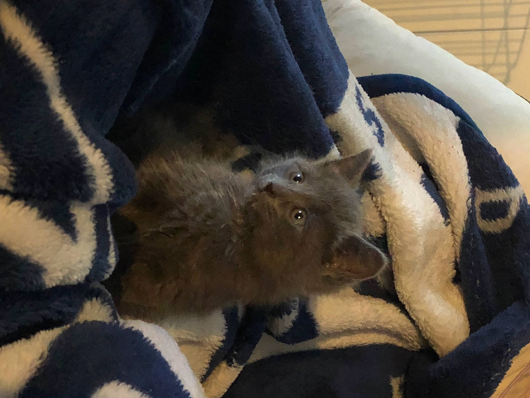 Beamer is registered to the contest to win money with this photo: carnivore, collar, comfort, denim, dog_breed, electric_blue, fawn, felidae, fur, fur_clothing, grey, sleeve, small_to_medium_sized_cats, snout, sporting_group, terrestrial_animal, textile, whiskers, wildlife, working_animal