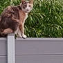 cat, calico_cat, fence, greenery, leaves, outdoor, animal, pet, perched, curious, nature, sky, roof, gray_fence, rusty_roof, daytime, mammal, whiskers, ears, tail