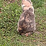 cat, animal, grass, greenery, outdoor, nature, feline, pet, back_view, fur, wildlife, sitting, calm, daylight, mammal, colorful, ground, field, peaceful, quiet
