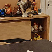 Caline participe au concours pour gagner de l'argent avec cette photo : animal, cat, cozy, curious, decorative_figures, domestic, door, furniture, home_decor, indoor, light_switch, napkins, pet, plate, shelf, still_life, table, table_setting, wall_art, wooden_furniture