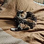 Caline participe au concours pour gagner de l'argent avec cette photo : cat, bed, blanket, brown, feline, pet, indoor, cozy, resting, fur, table, lantern, teal_wall, wooden_furniture, nap, domestic_animal, comfort, quiet, relaxation, home