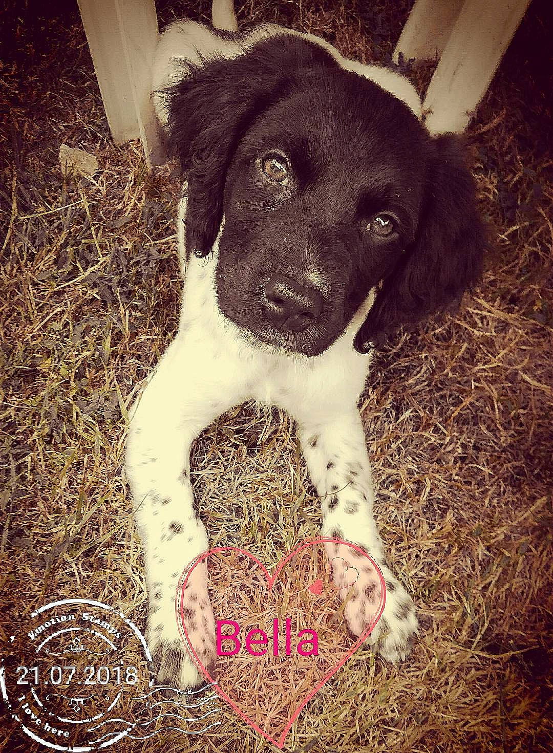 O'Bella a rejoint le concours — aidez-le/la à gagner de superbes lots ! canidae, carnivore, companion_dog, dog, dog_breed, eye, fawn, fur, grass, liver, non_sporting_group, paw, pointing_breed, puppy_love, snout, sporting_group, square, tints_and_shades, whiskers, working_animal