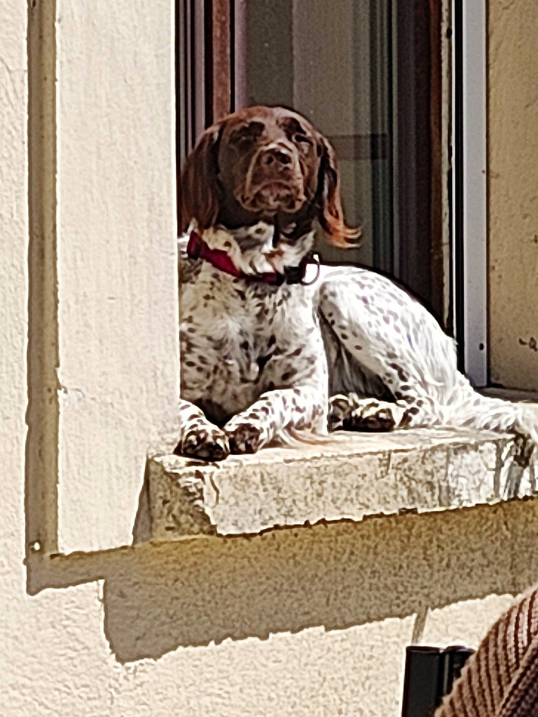 O'Bella participe au concours pour gagner de l'argent avec cette photo : art, canidae, carnivore, comfort, companion_dog, dog, dog_breed, fawn, fur, monochrome, monochrome_photography, pattern, pet_supply, rectangle, room, sitting, snout, sporting_group, wood, working_animal