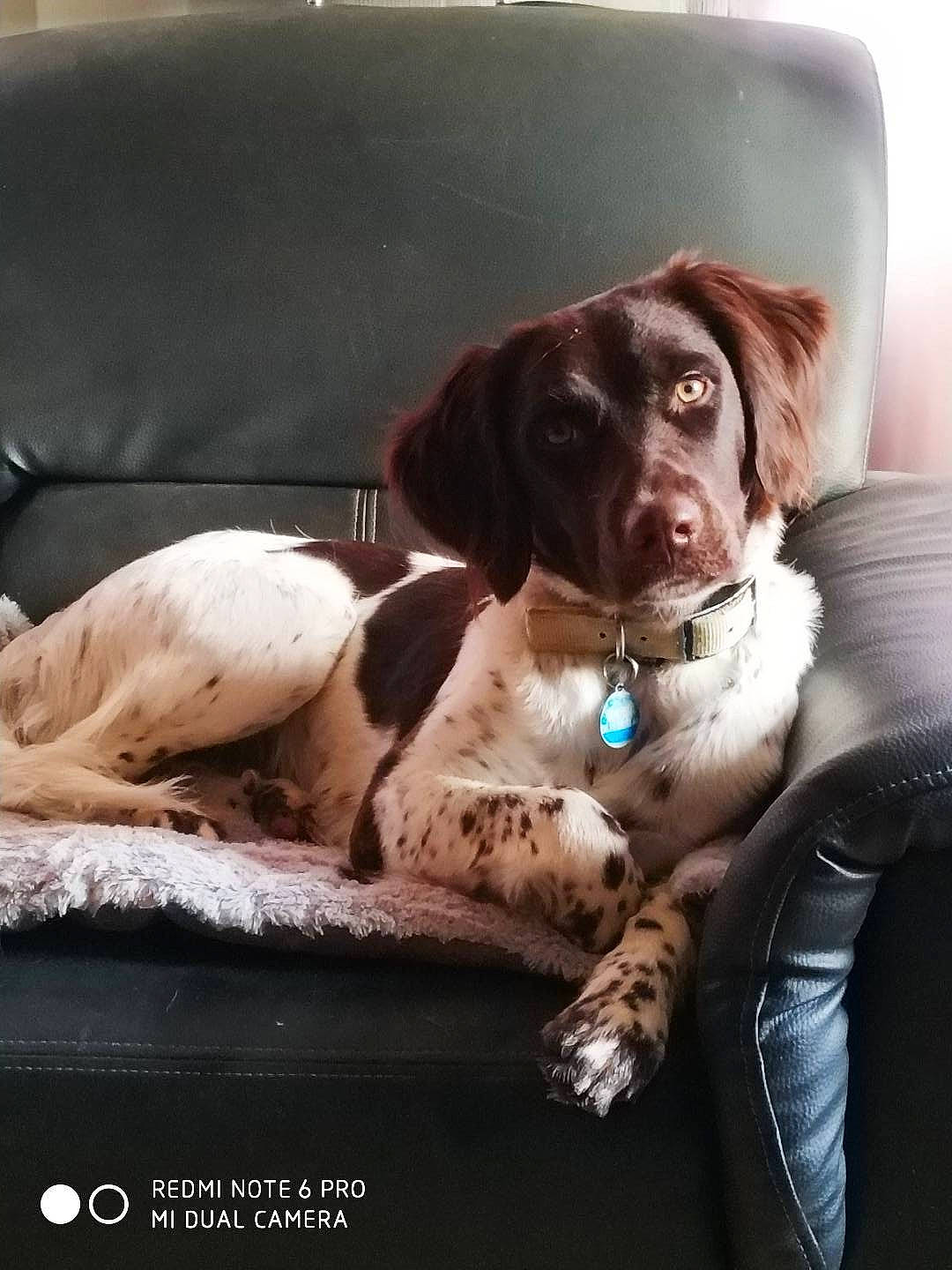 O'Bella a rejoint le concours — aidez-le/la à gagner de superbes lots ! automotive_exterior, automotive_mirror, car, car_seat, car_seat_cover, carnivore, companion_dog, dog, dog_breed, dog_collar, gun_dog, liver, motor_vehicle, snout, sporting_group, tints_and_shades, vehicle, vehicle_door, windshield, working_animal