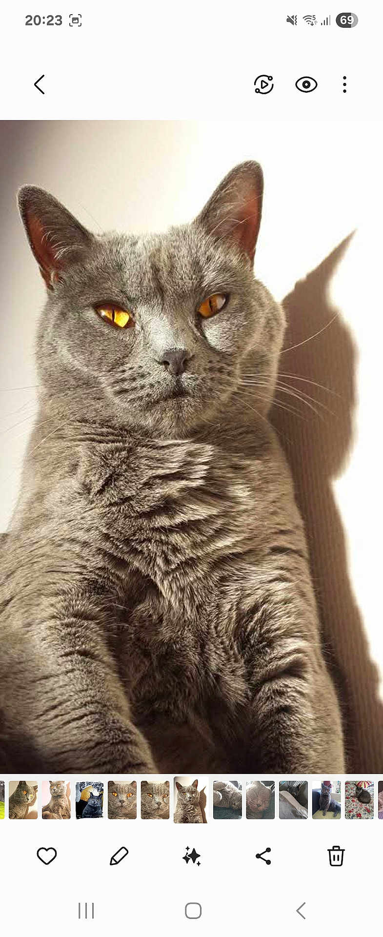 Koska participe au concours pour gagner de l'argent avec cette photo : cat, gray_cat, animal, pet, feline, portrait, close_up, whiskers, ears, fur, amber_eyes, shadow, indoor, soft_lighting, cute, looking_at_camera, domestic_cat, sitting, face, expression