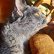 Koska participe au concours pour gagner de l'argent avec cette photo : cat, gray_tabby, close_up, side_profile, sunlight, golden_eye, cushion, orange, texture, whiskers, indoor, furniture, chair, wooden, cozy, pet, animal, feline, resting, home