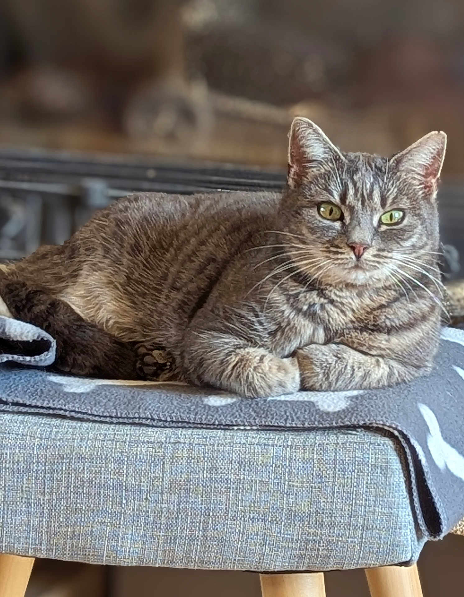 Duchesse a rejoint le concours — aidez-le/la à gagner de superbes lots ! cat, tabby, pet, feline, animal, indoor, resting, blanket, stool, fur, whiskers, eyes, relaxed, cozy, soft, texture, focus, portrait, domestic, alert