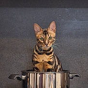 Aslan a rejoint le concours — aidez-le/la à gagner de superbes lots ! cat, bengal_cat, pot, stovetop, kitchen, appliance, domestic_animal, curious, green_eyes, feline, indoor, reflection, stainless_steel, animal, pet, whiskers, ears, sitting, countertop, cabinet