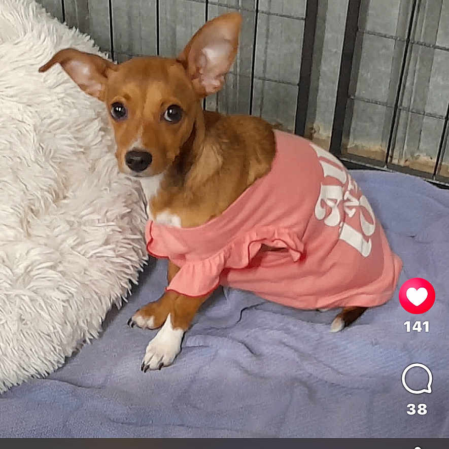 Aaliyah A Ellis is registered to the contest to win money with this photo: dog, puppy, small_dog, pink_outfit, clothing, ruffles, blanket, pillow, bed, indoor, pet, animal, brown_fur, white_paws, pointed_ears, sitting, portrait, cage, social_media, smartphone_screenshot