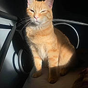 Poppy joined the competition — help win amazing prizes! cat, ginger_cat, sunlight, indoor, pet, feline, animal, resting, seat, shadow, light, relaxed, whiskers, ears, fur, domestic_animal, cute, sitting, portrait, cozy