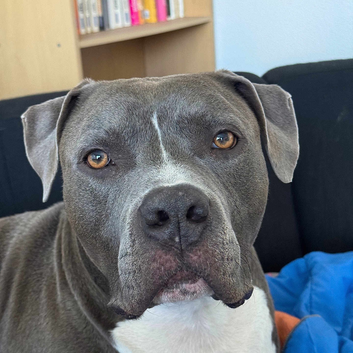 Tayron participe au concours pour gagner de l'argent avec cette photo : animal, bookshelf, brown_eyes, canine, close_up, companion, couch, dog, domestic_animal, ears, face, fur, furniture, gray_dog, home, indoor, pet, portrait, snout, white_chest