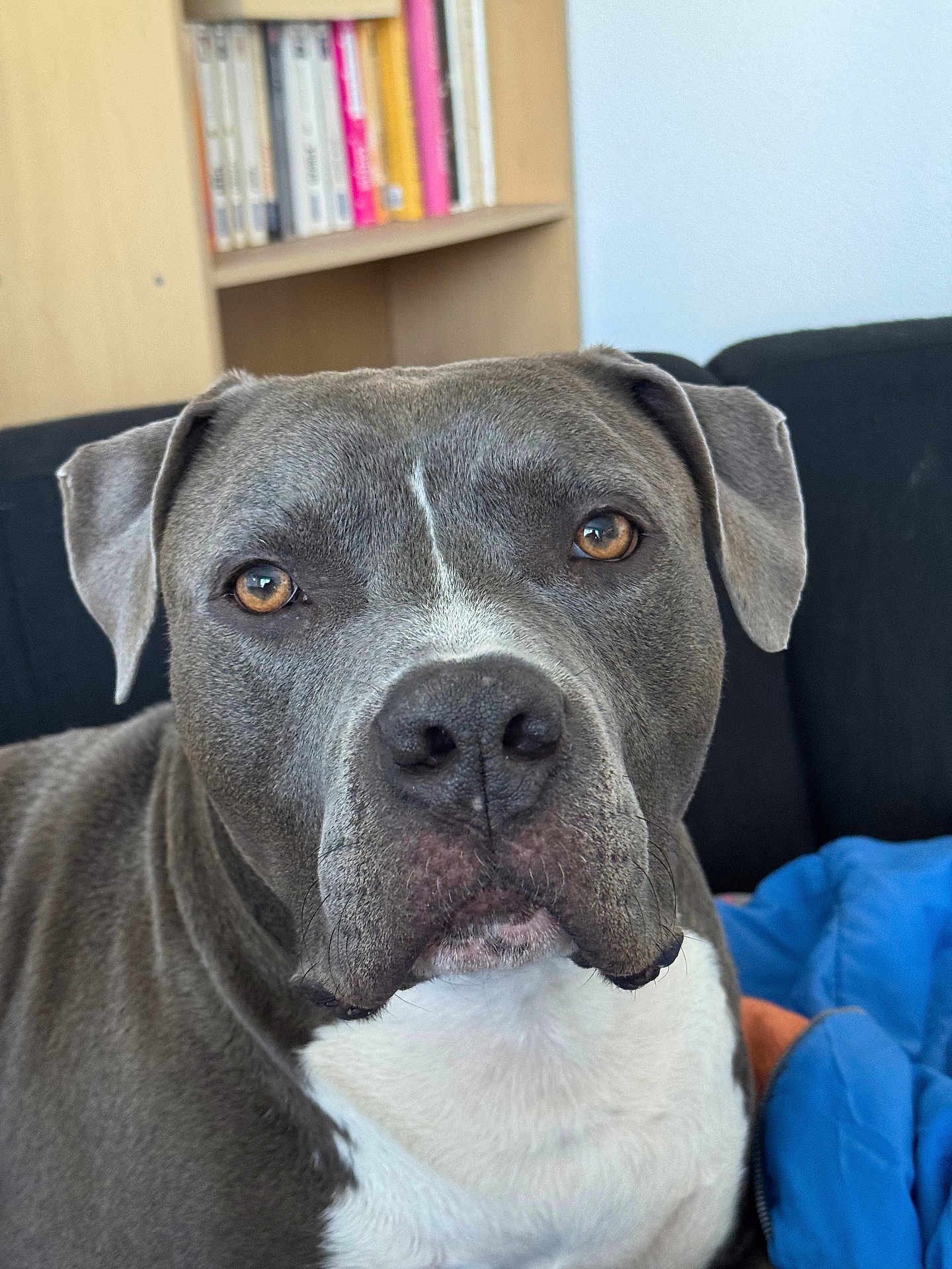 Tayron participe au concours pour gagner de l'argent avec cette photo : dog, pet, indoor, close_up, gray_dog, white_chest, couch, bookshelf, brown_eyes, canine, animal, portrait, furniture, home, companion, domestic_animal, face, ears, snout, fur