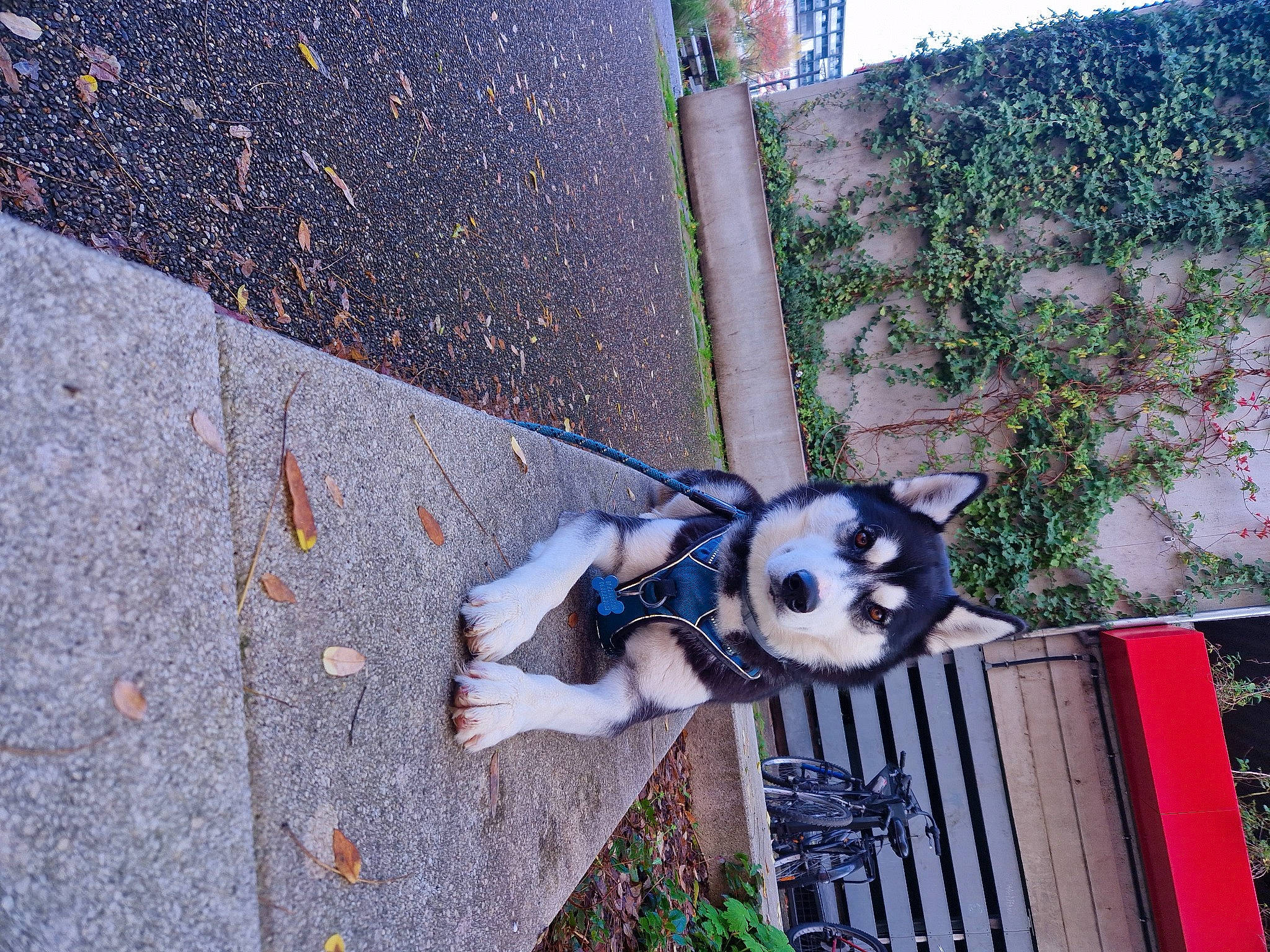 Haku a rejoint le concours — aidez-le/la à gagner de superbes lots ! art, asphalt, carnivore, cobblestone, companion_dog, concrete, curb, dog_breed, electric_blue, fawn, graffiti, grass, metal, plant, road_surface, shadow, sidewalk, street, tar, tree