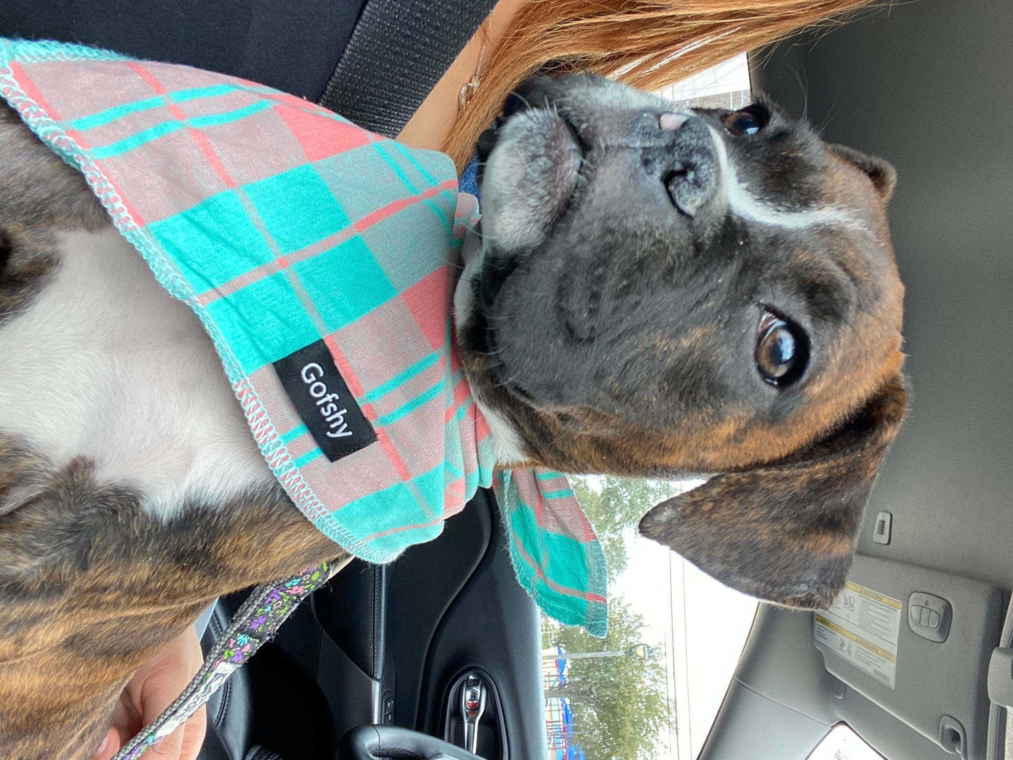 Moolah joined the competition — help win amazing prizes! canidae, carnivore, collar, companion_dog, dog, dog_breed, dog_clothes, dog_collar, dog_supply, ear, fawn, fur, great_dane, mammal, personal_protective_equipment, snout, sporting_group, tartan, whiskers, working_animal