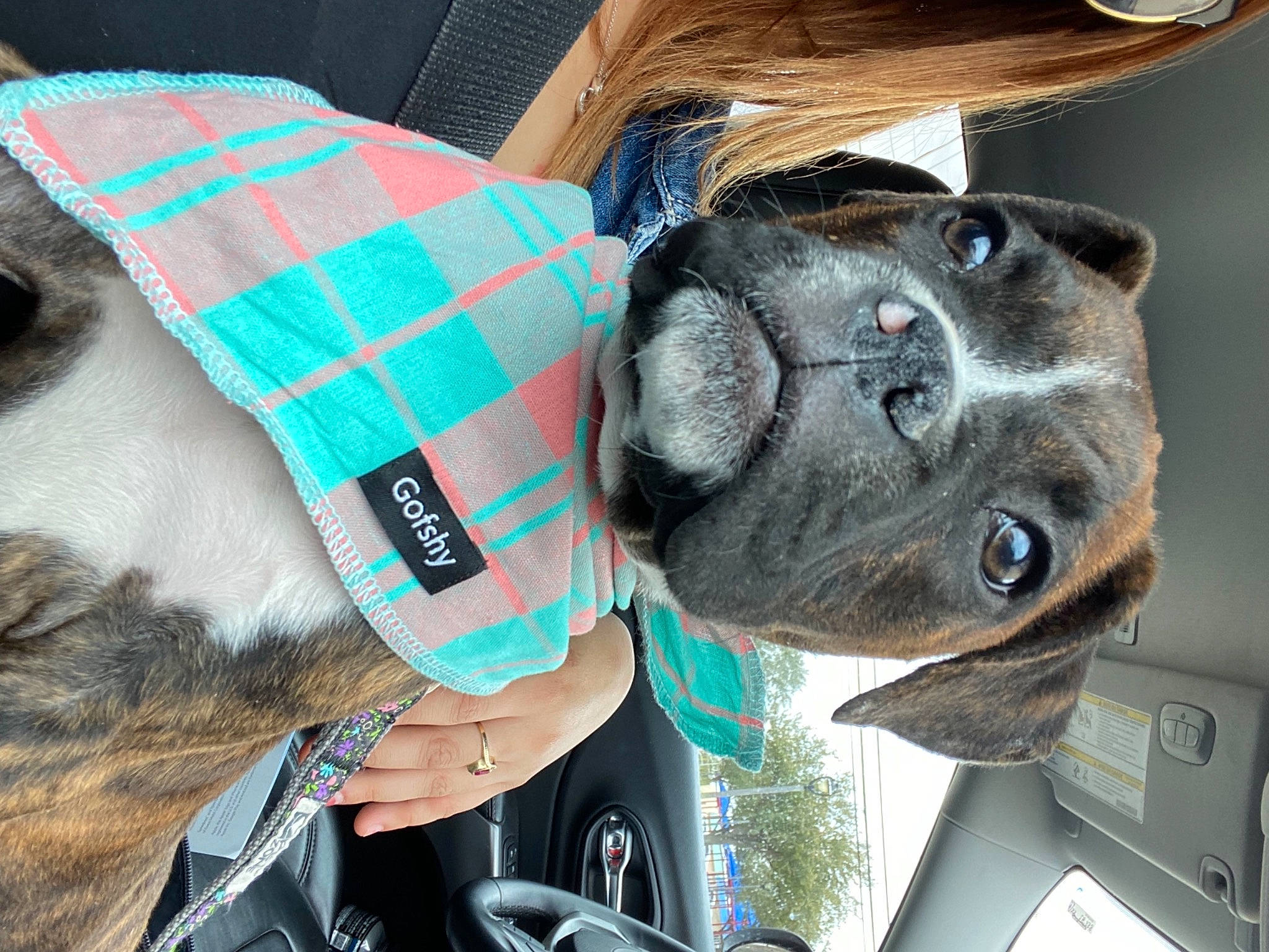 Moolah is registered to the contest to win money with this photo: carnivore, collar, companion_dog, dog, dog_breed, ear, electric_blue, eyewear, fashion_accessory, fawn, fur, gesture, hat, mammal, personal_protective_equipment, snout, stuffed_toy, toy, vehicle, vertebrate