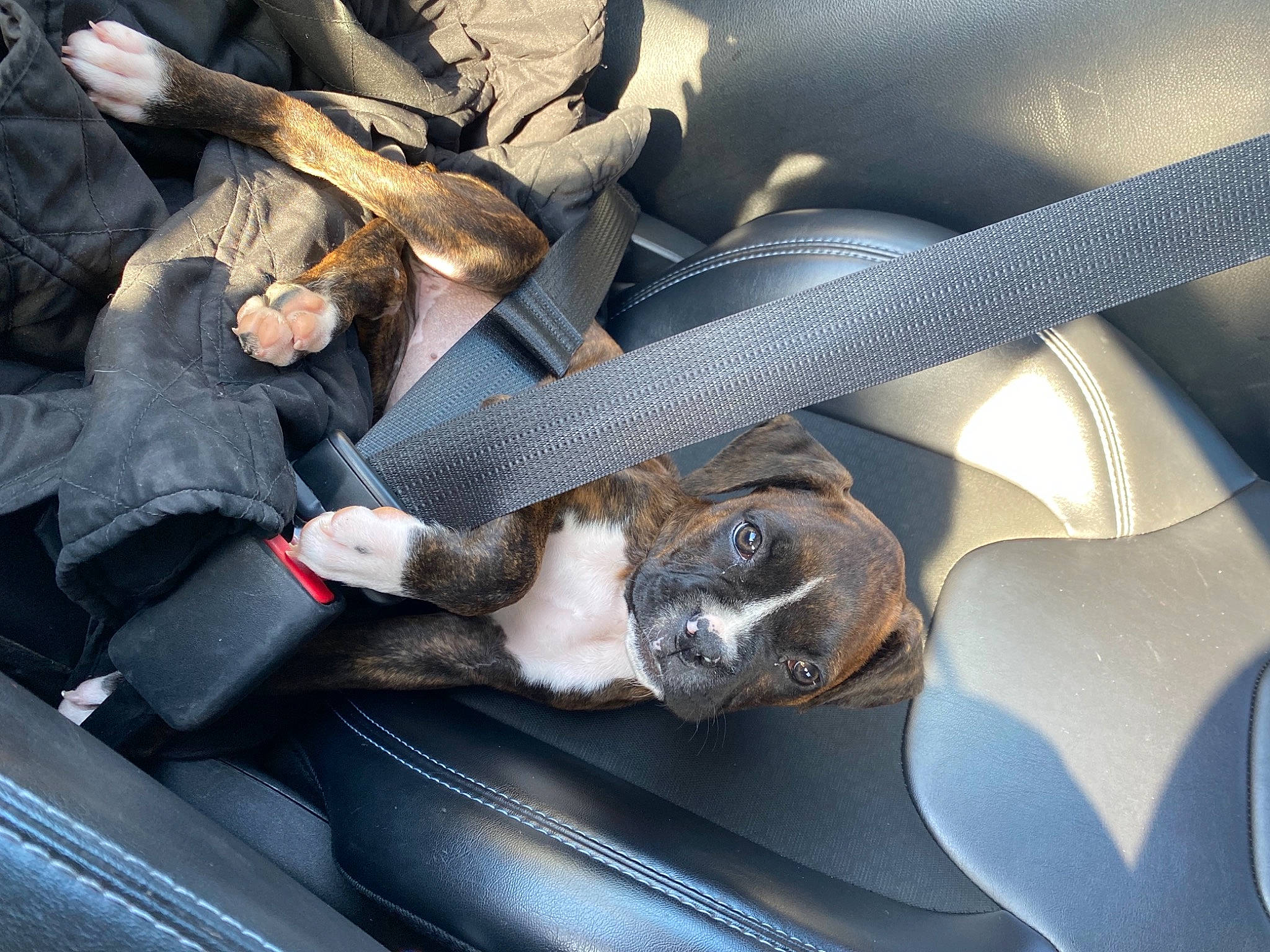 Moolah joined the competition — help win amazing prizes! auto_part, automotive_design, automotive_exterior, automotive_tire, automotive_wheel_system, car, car_seat, car_seat_cover, carnivore, comfort, family_car, hood, luxury_vehicle, motor_vehicle, personal_luxury_car, steering_part, steering_wheel, vehicle, vehicle_door, windshield